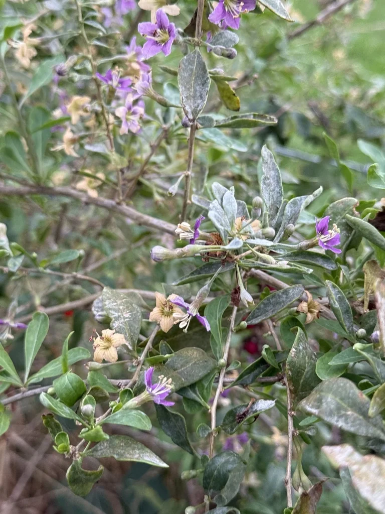 Lycium Barbarum