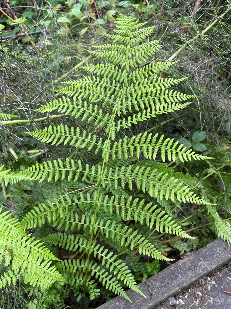 Athyrium filix-femina