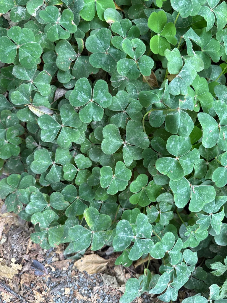 Oxalis Oregana