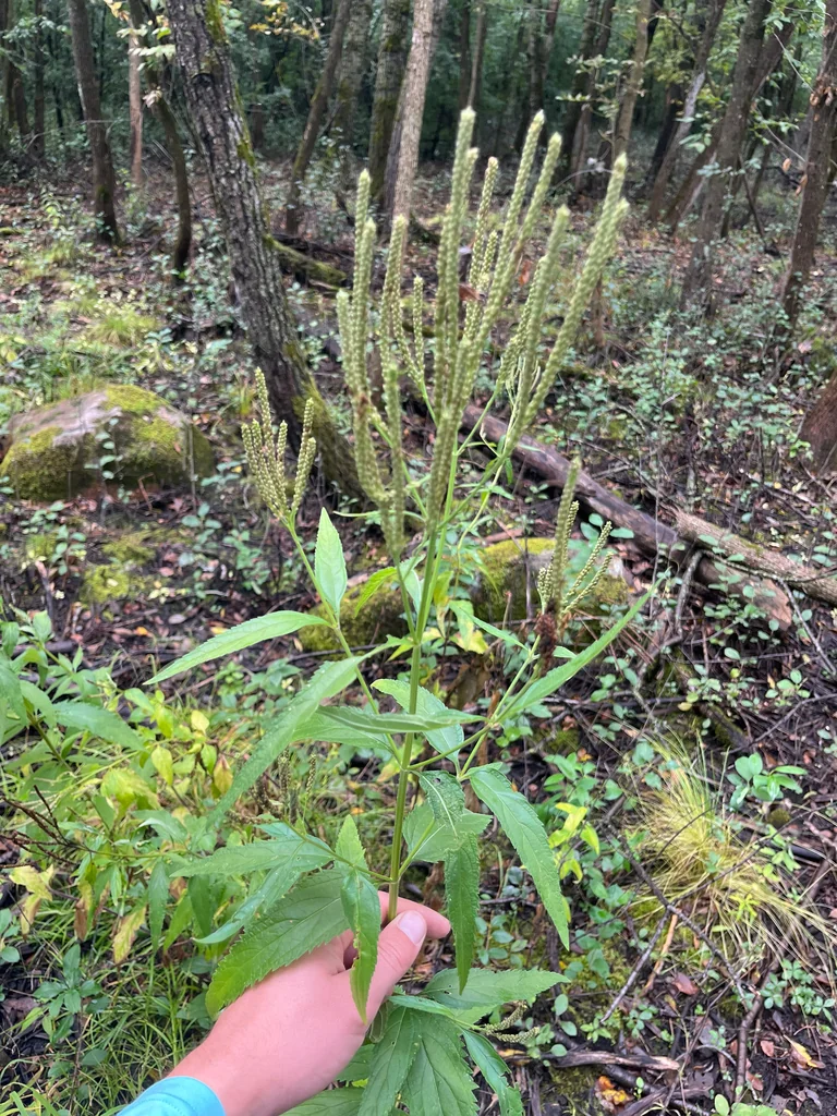 Verbena Hastata