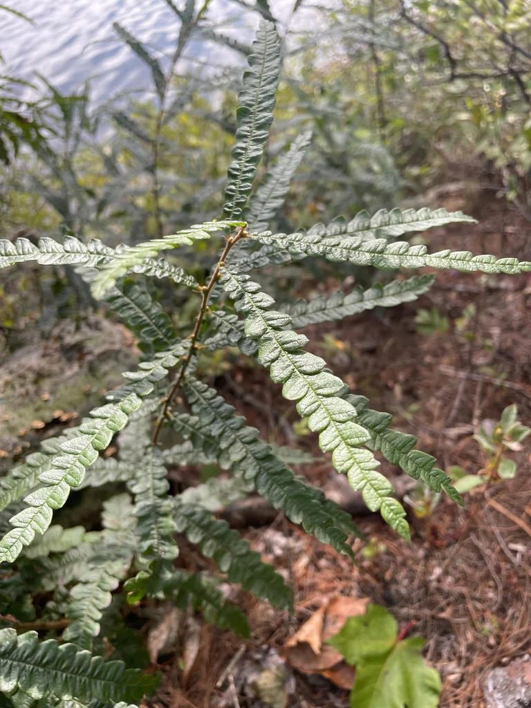 Comptonia Peregrina