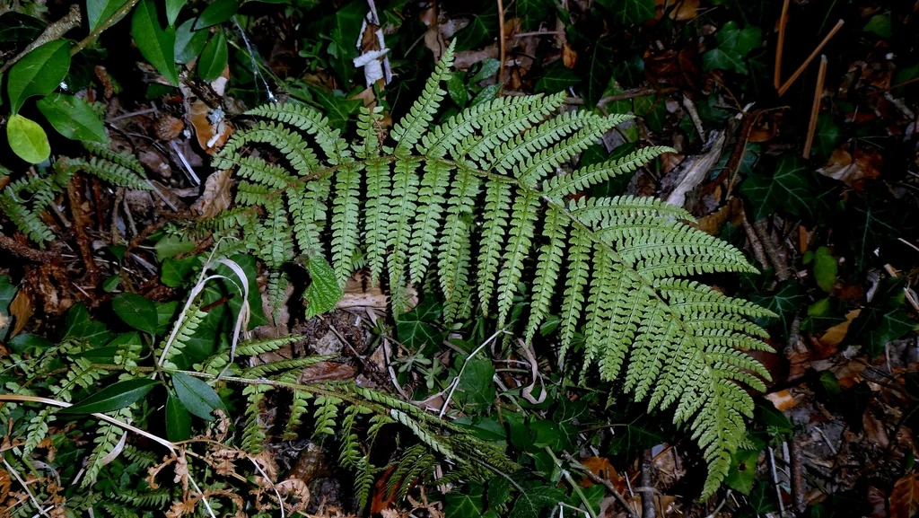 Polystichum Setiferum