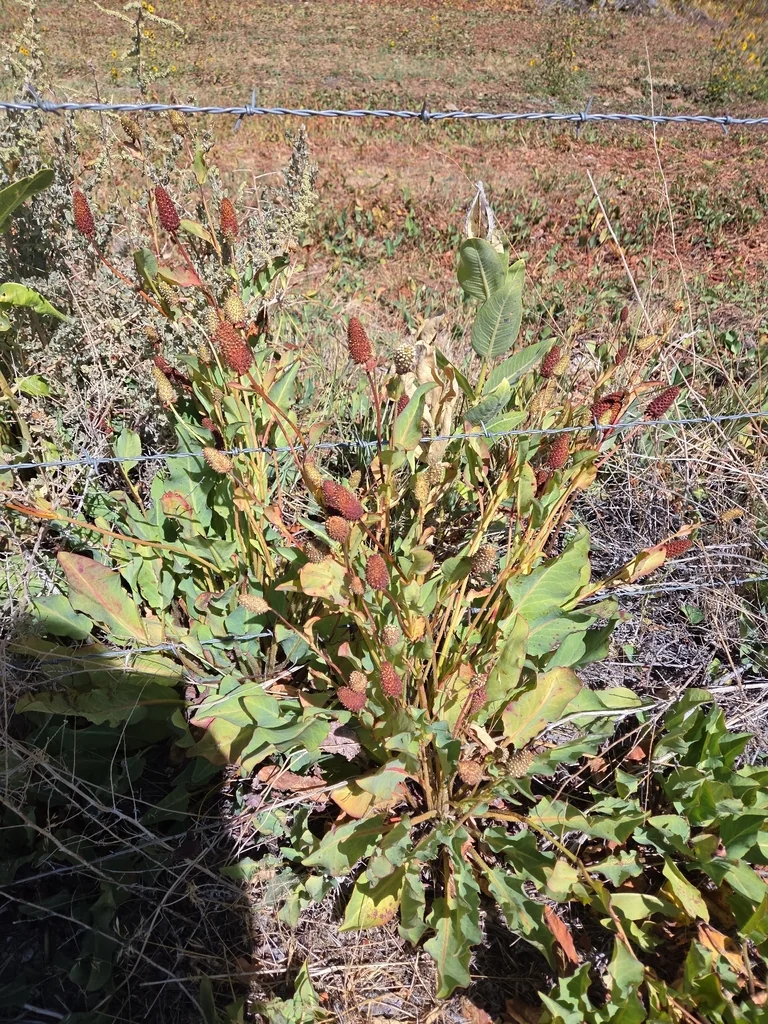Anemopsis Californica