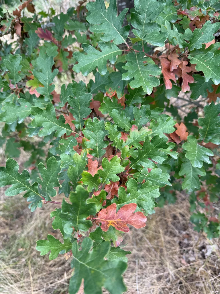 Quercus Garryana