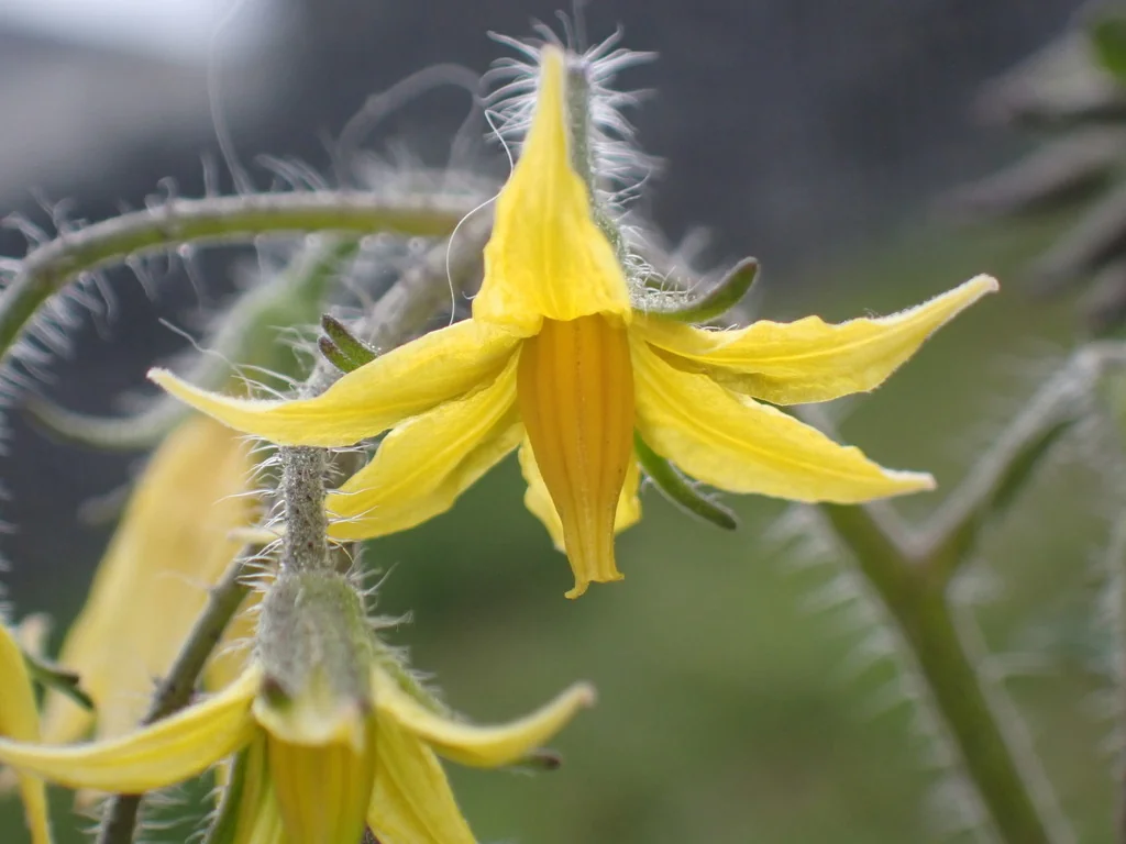 Solanum lycopersicum