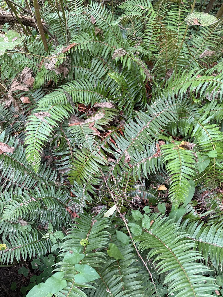 Polystichum Munitum