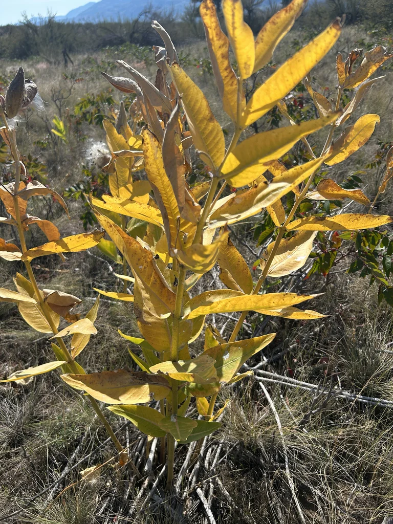 Asclepias Speciosa