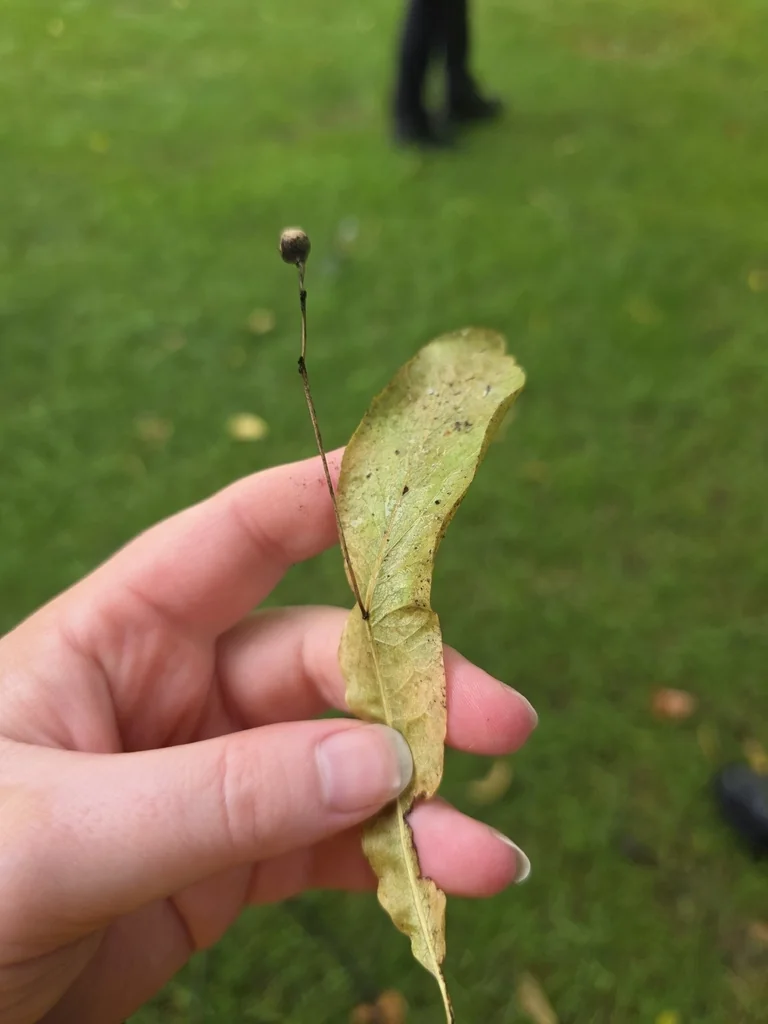 Tilia Americana