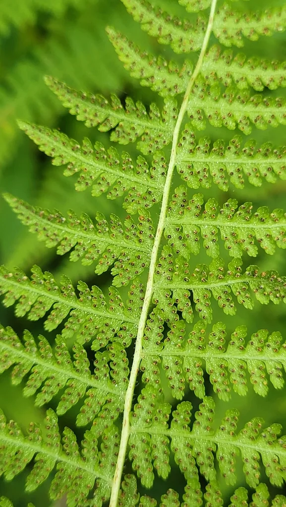 Dennstaedtia Punctiloba