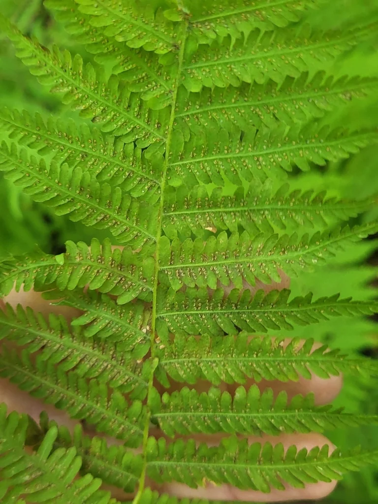Thelypteris Noveboracensis