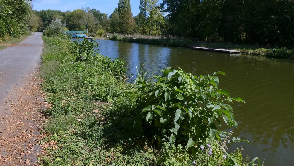 Juglans Regia