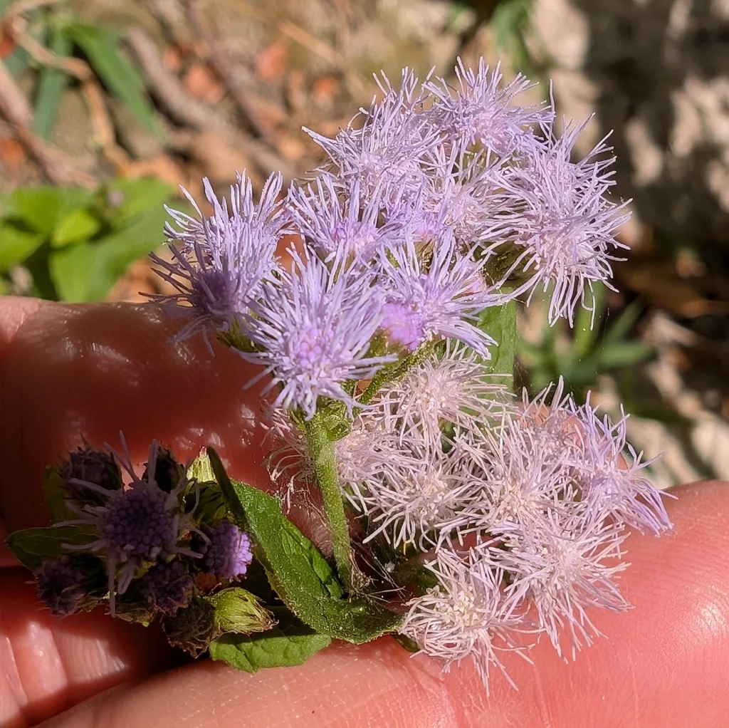 Eupatorium Coelestinum
