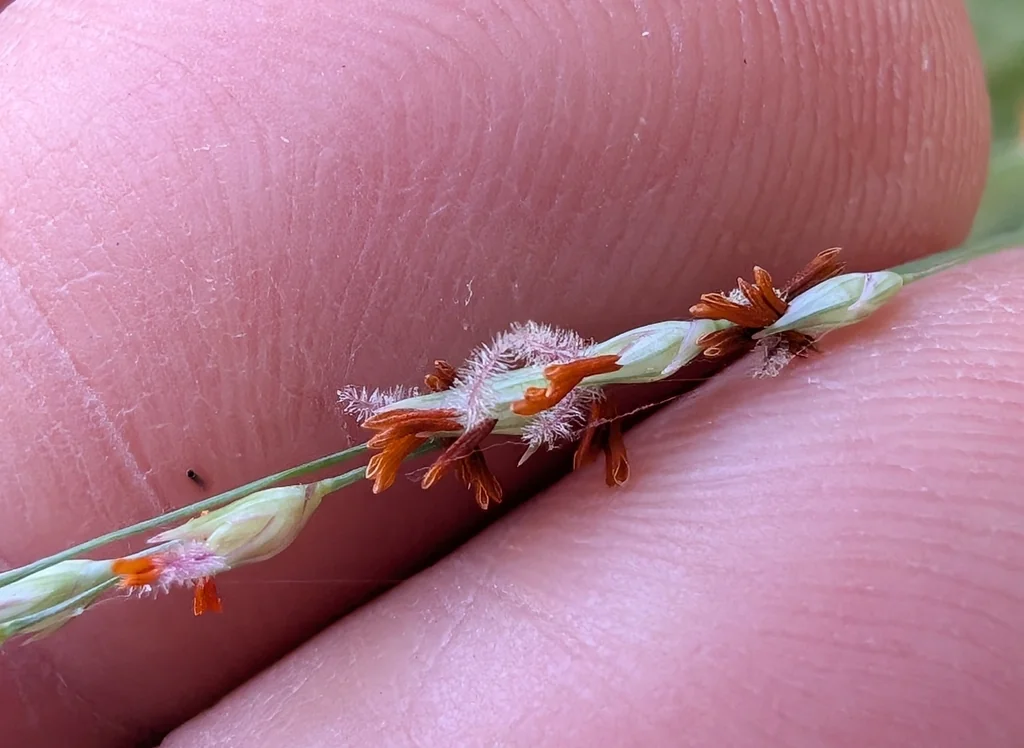 Panicum virgatum
