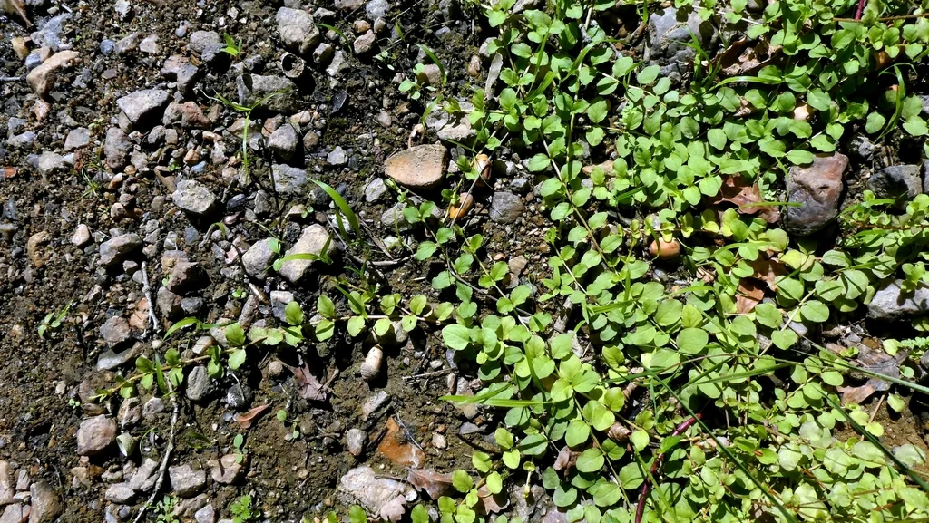 Lysimachia Nummularia