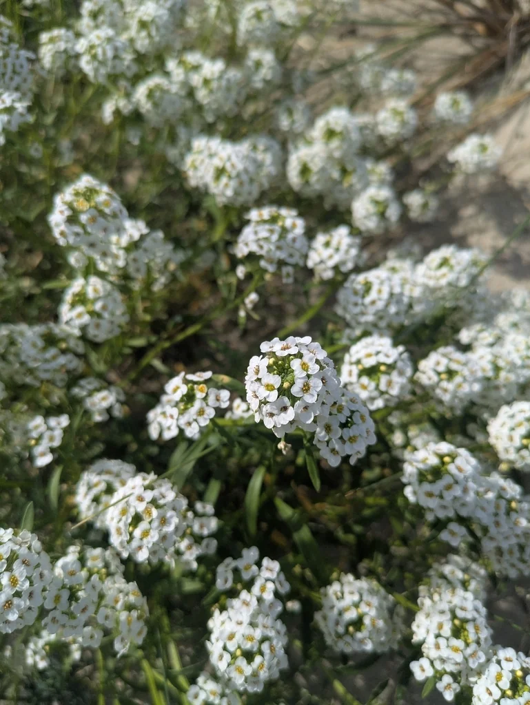 Lobularia maritima
