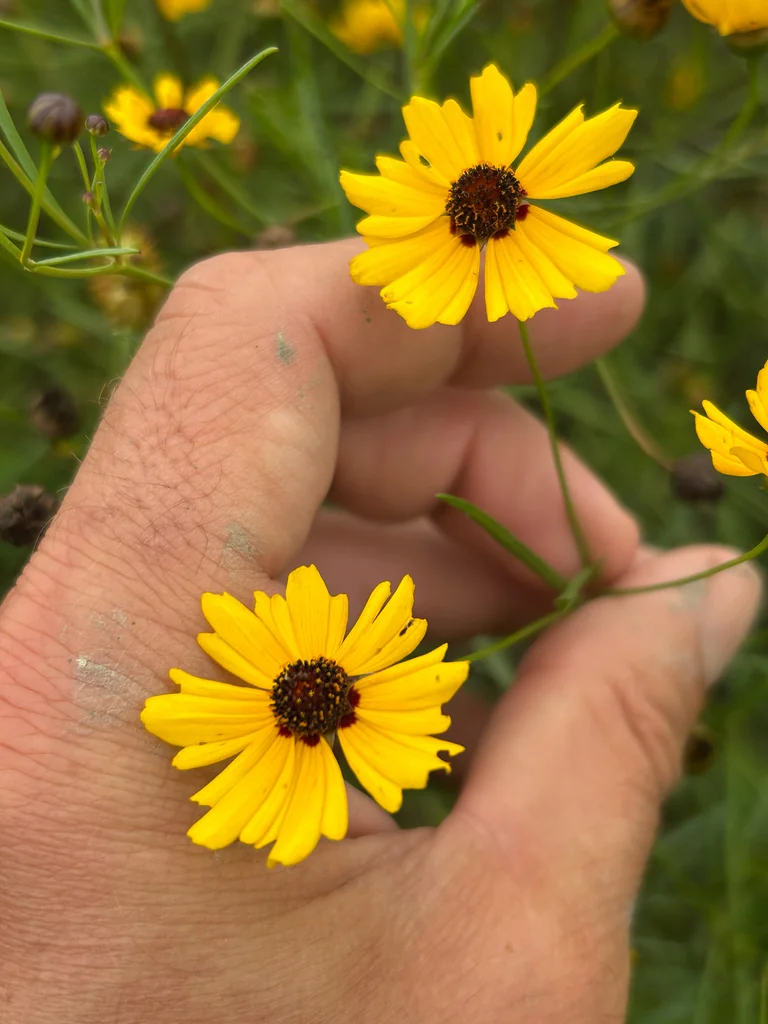 Coreopsis Tinctoria