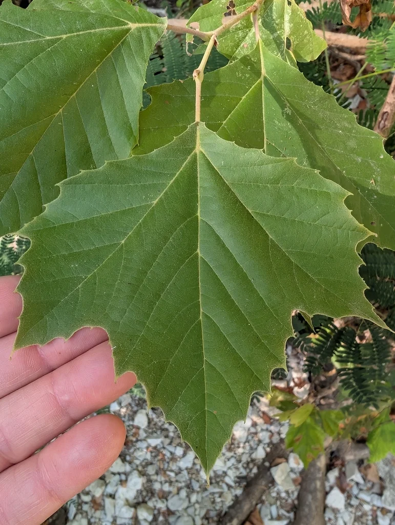 Platanus Occidentalis