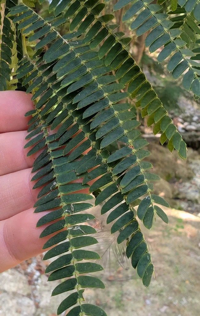 Albizia Julibrissin