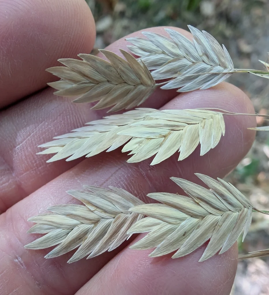 Chasmanthium Latifolium