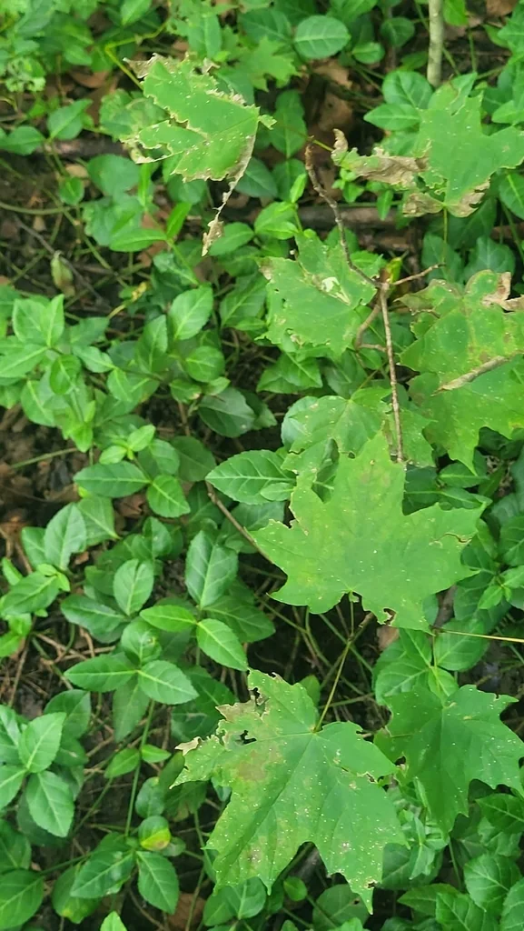 Acer Saccharum