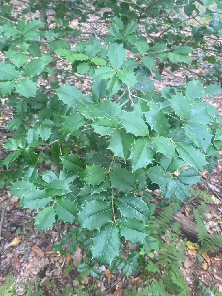 Ilex Opaca