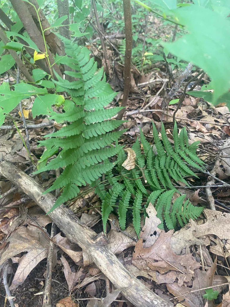 Dryopteris Marginalis
