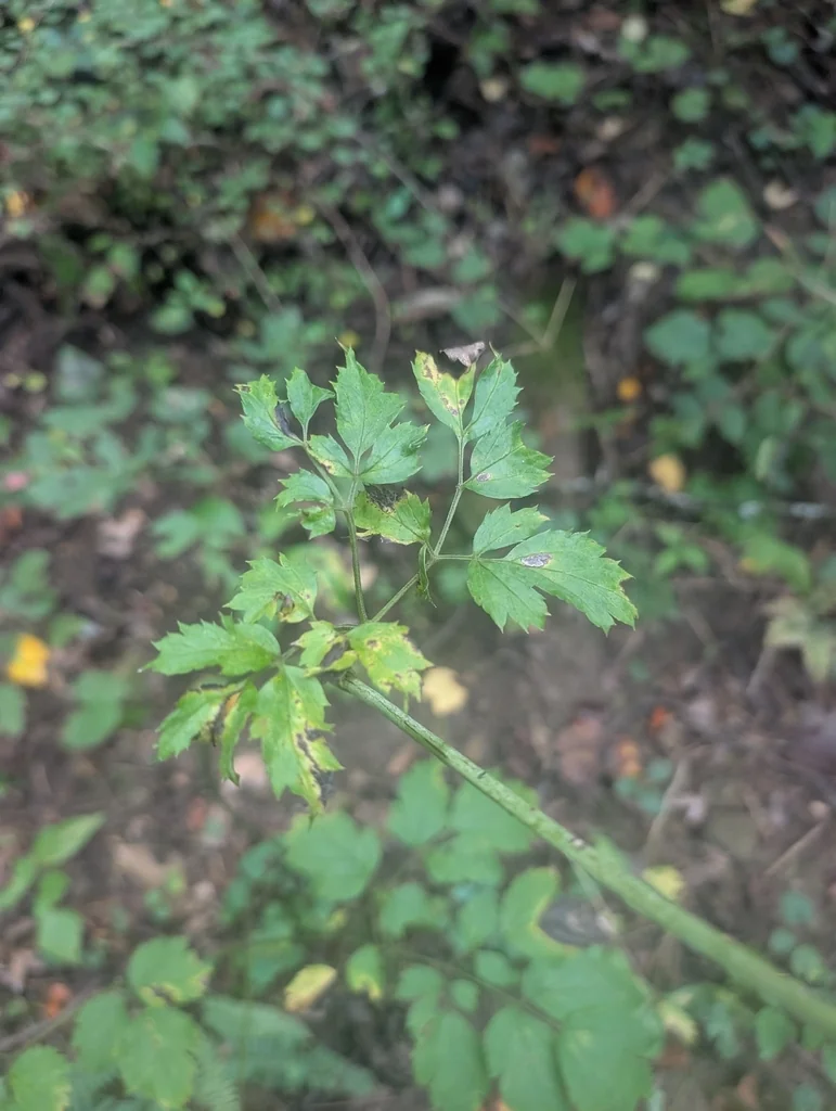 Actaea Racemosa