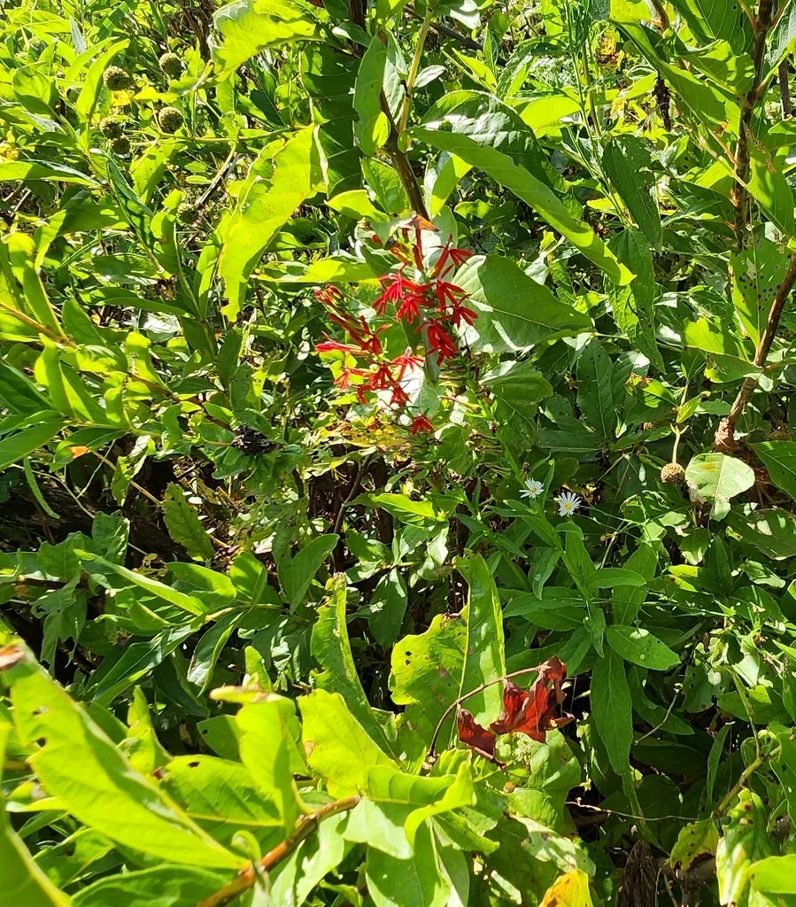Lobelia Cardinalis