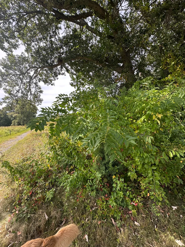 Phellodendron Amurense