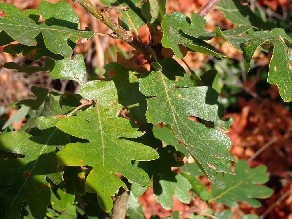 Quercus Garryana