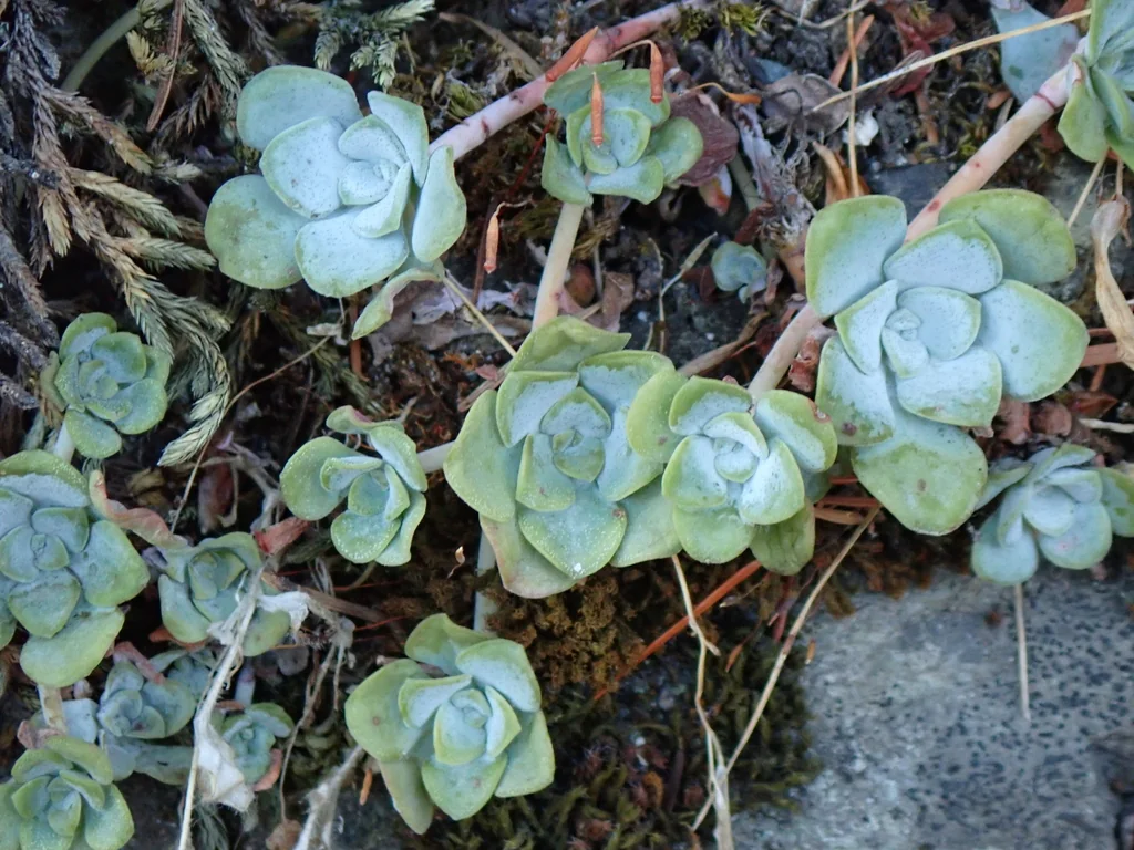 Sedum Spathulifolium