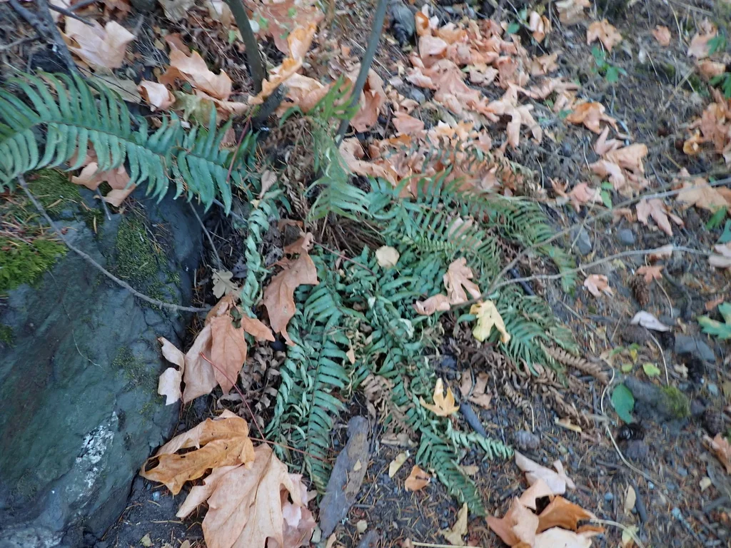 Polystichum Munitum