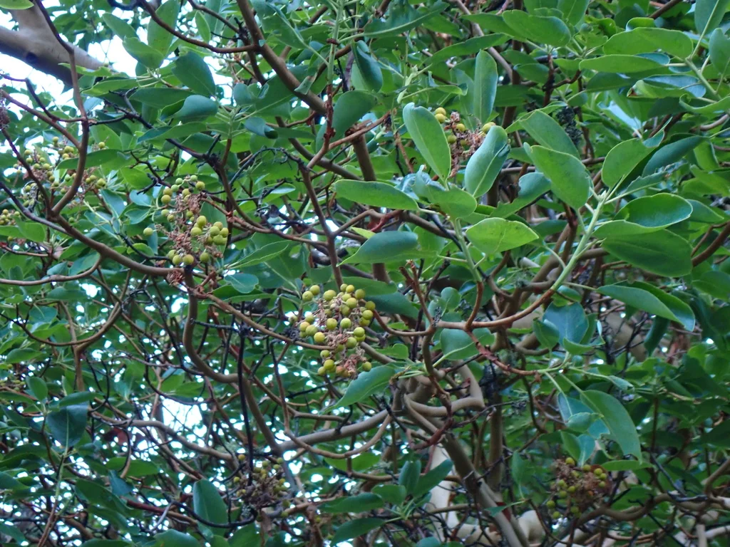Arbutus Menziesii