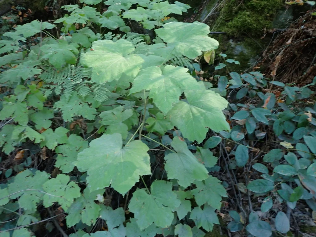 Rubus Parviflorus