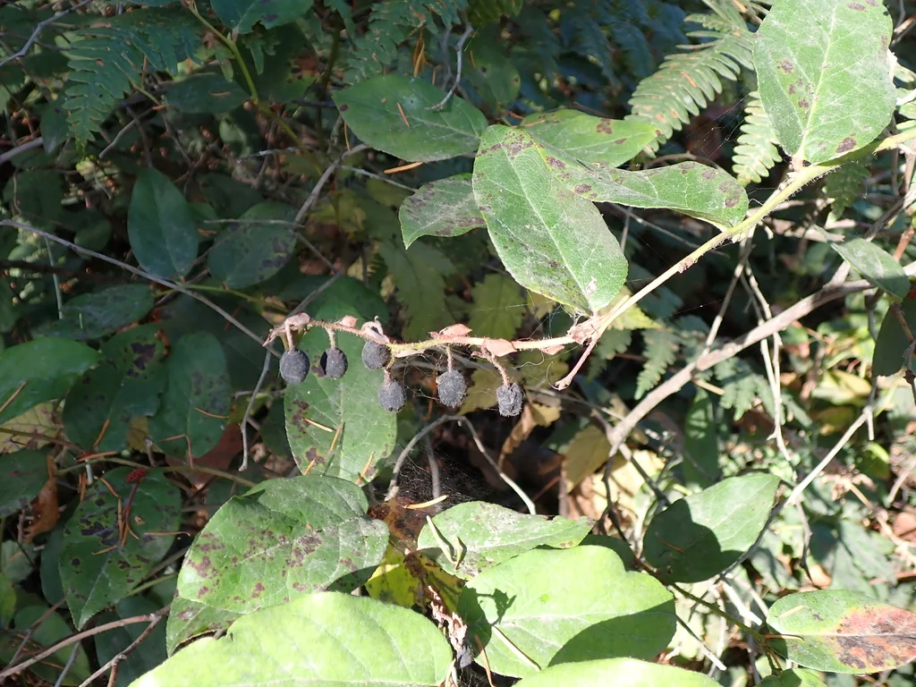 Gaultheria Shallon