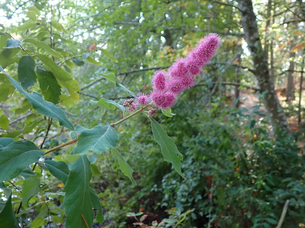 Spiraea Douglasii