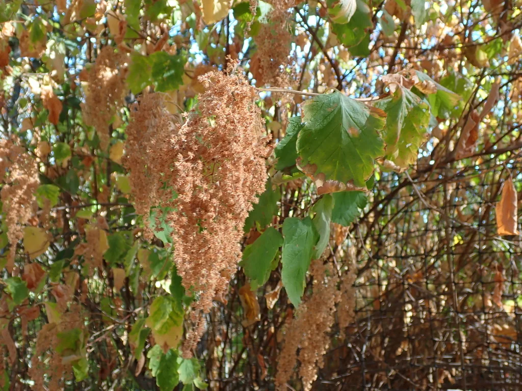 Holodiscus Discolor
