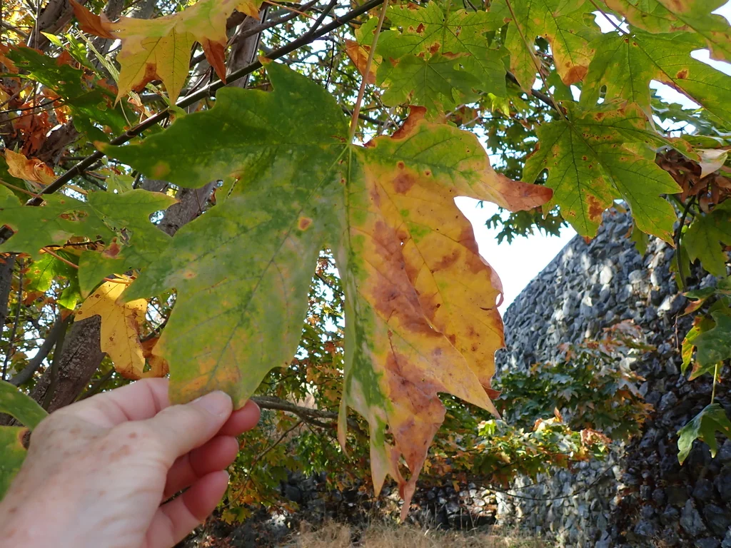 Acer Macrophyllum