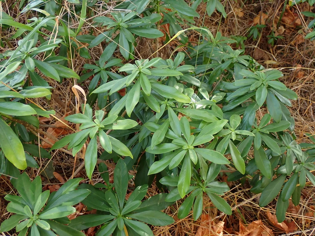 Daphne Laureola