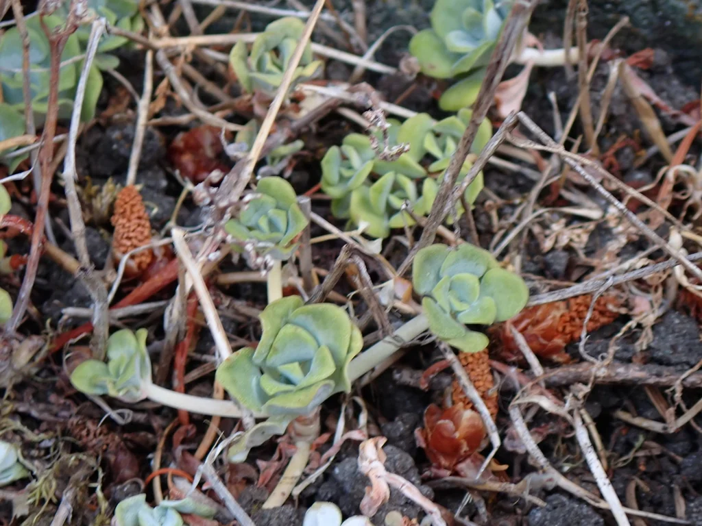 Sedum Spathulifolium