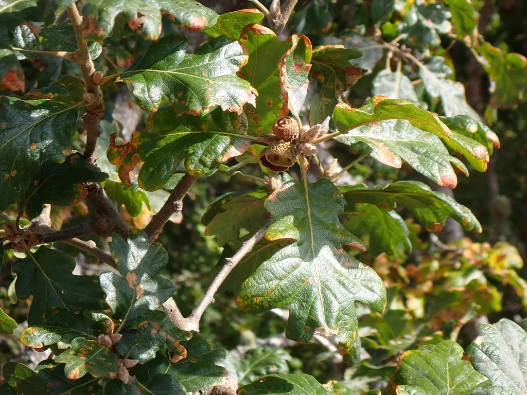Quercus Garryana