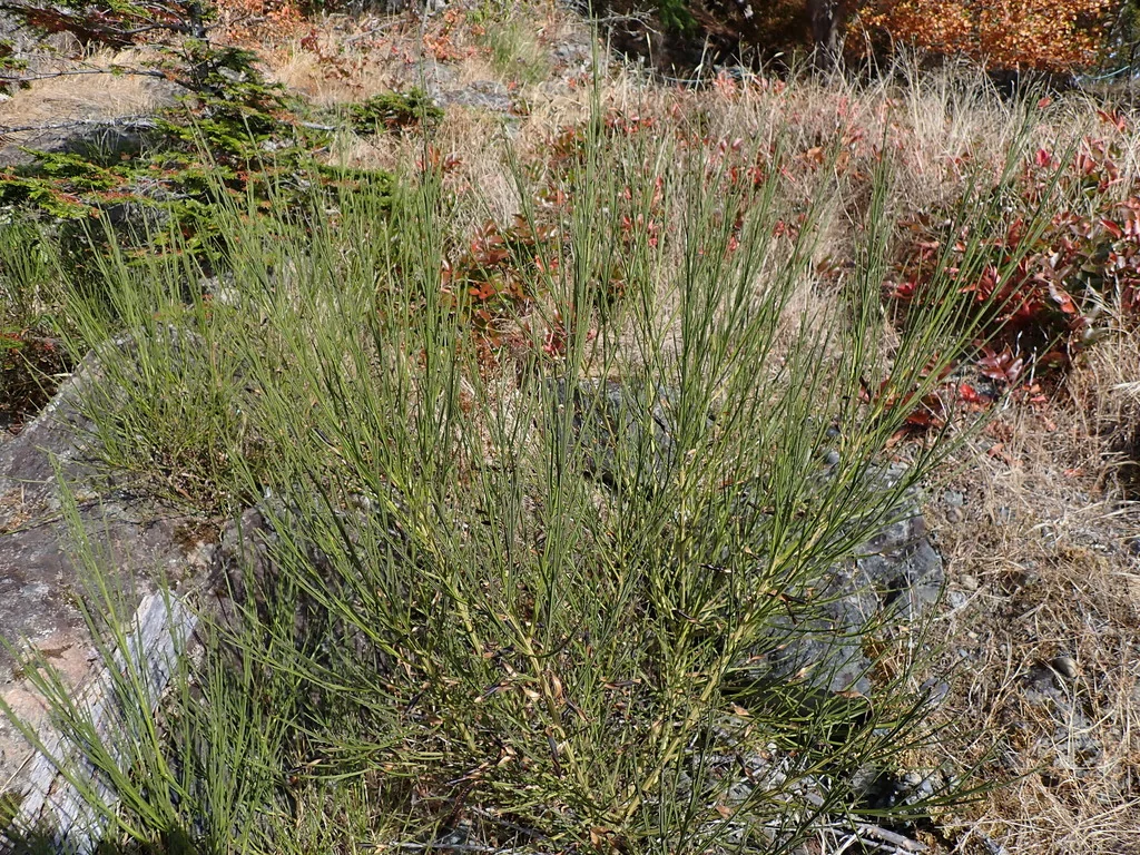 Cytisus Scoparius