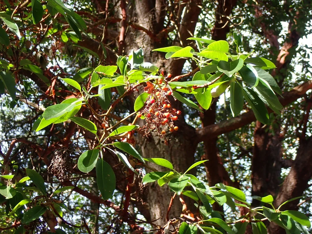 Arbutus Menziesii