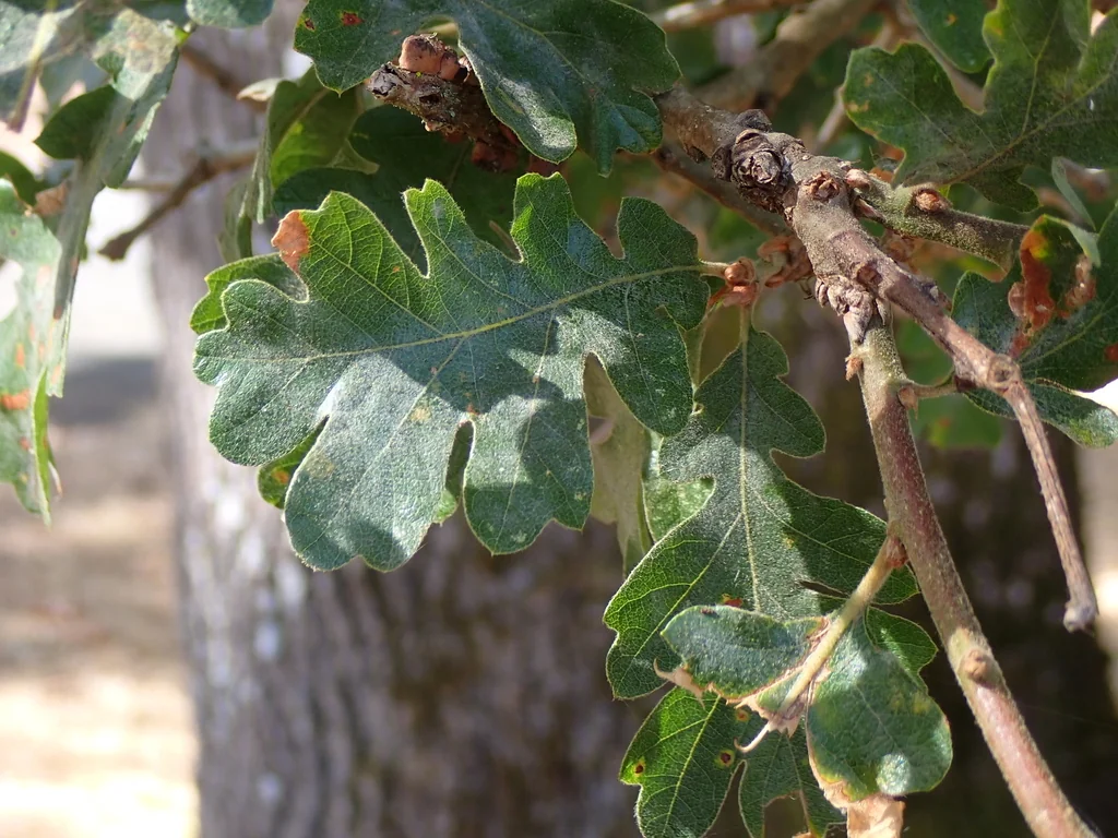 Quercus Garryana