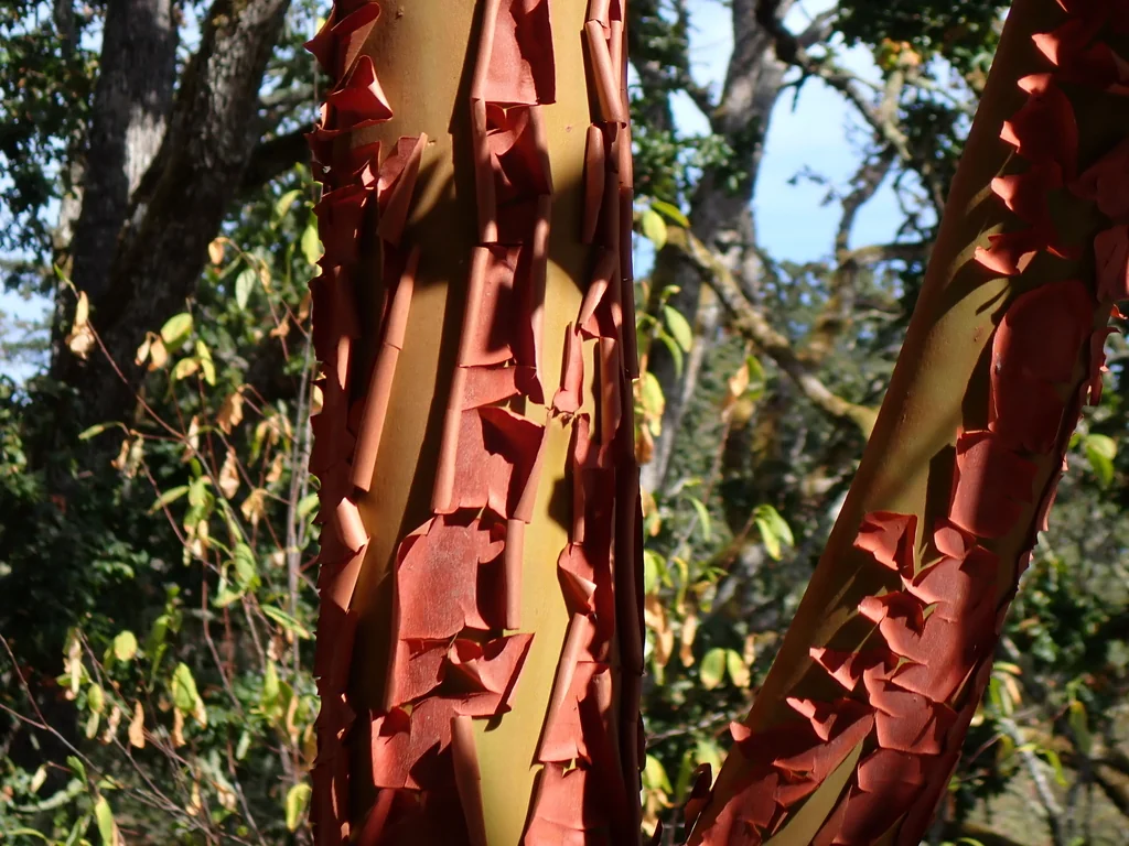 Arbutus Menziesii