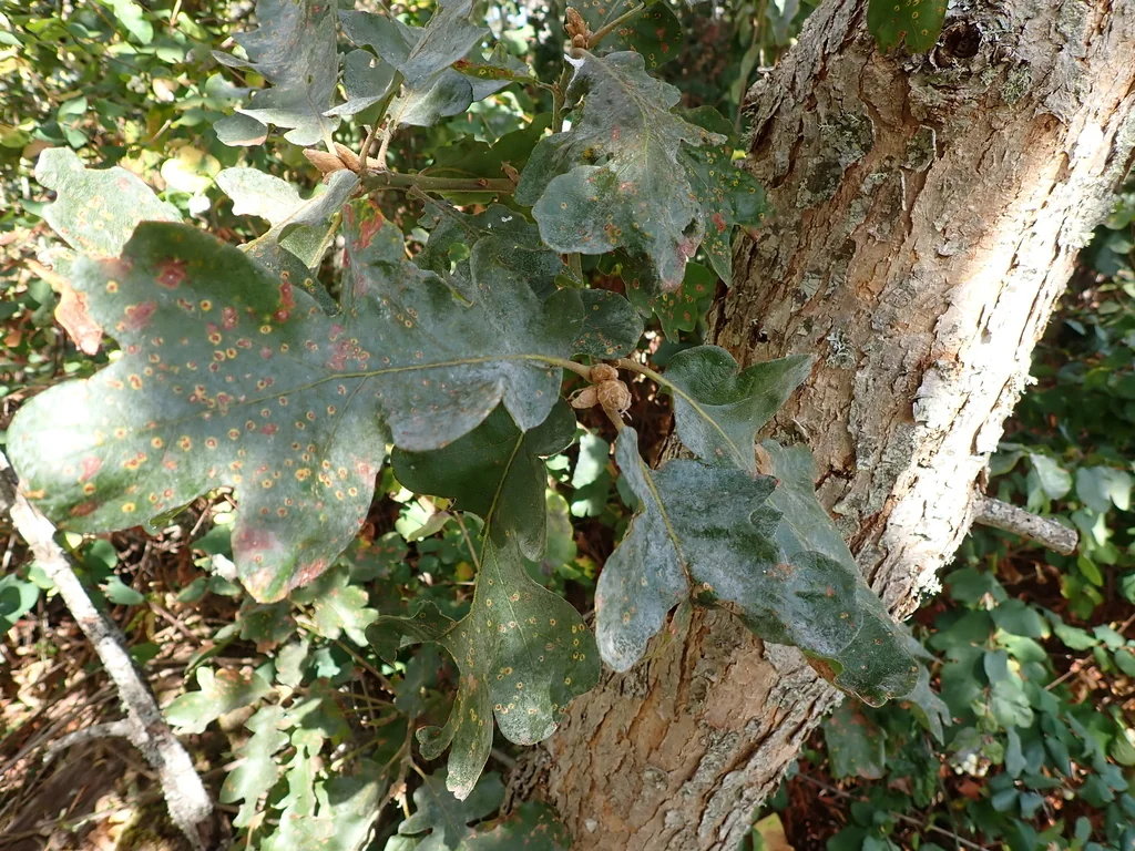 Quercus Garryana