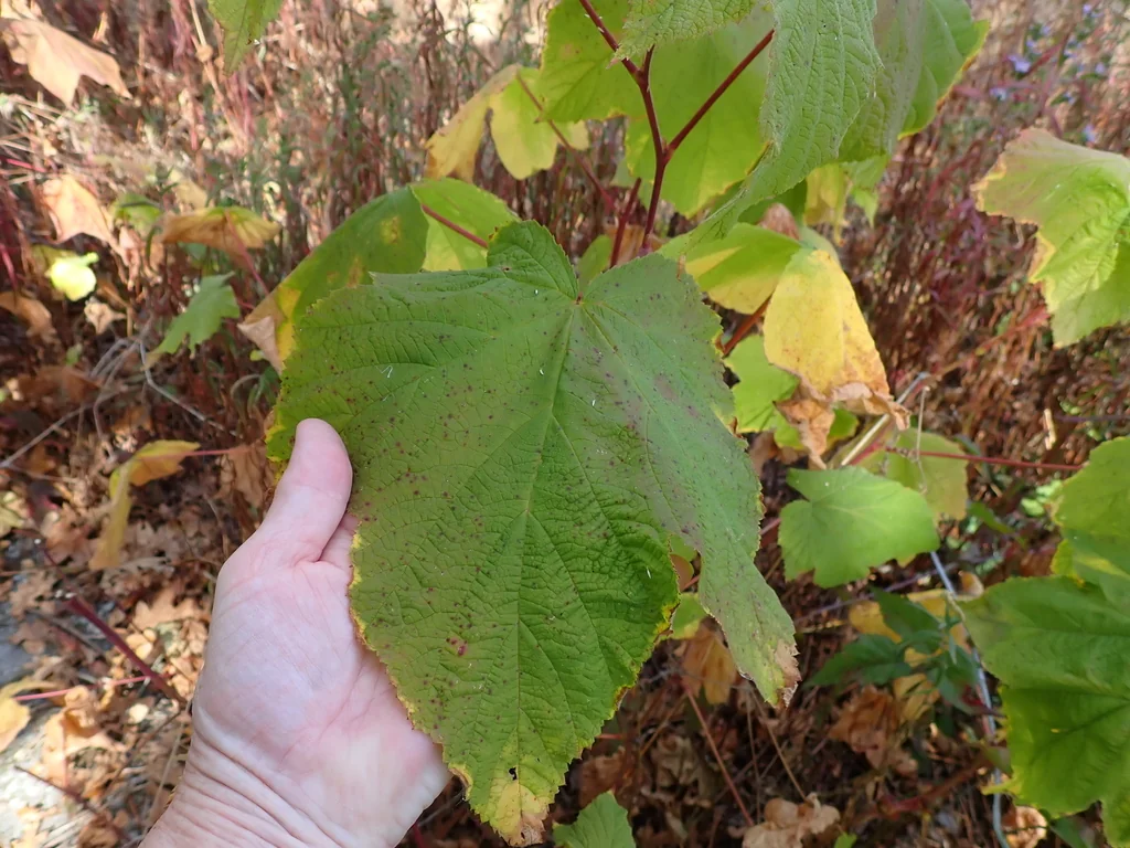 Rubus Parviflorus