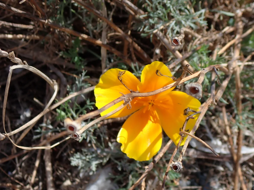 Eschscholzia Californica