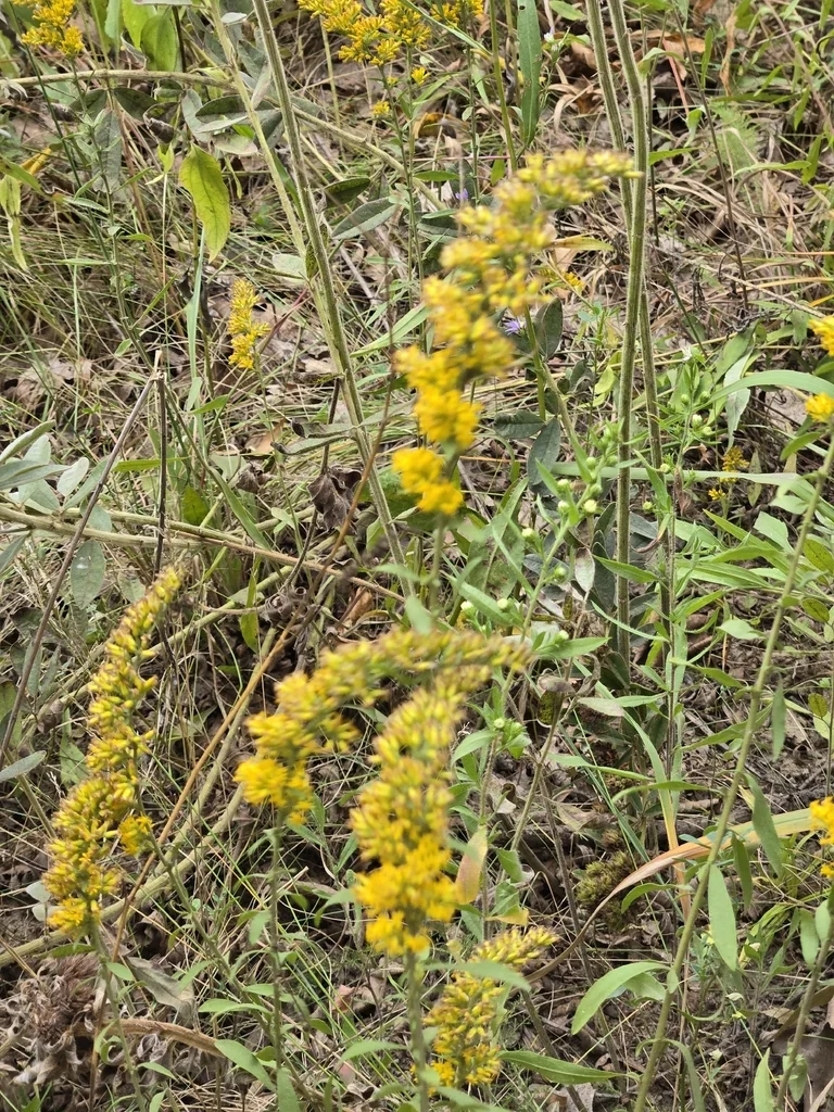 Solidago Nemoralis