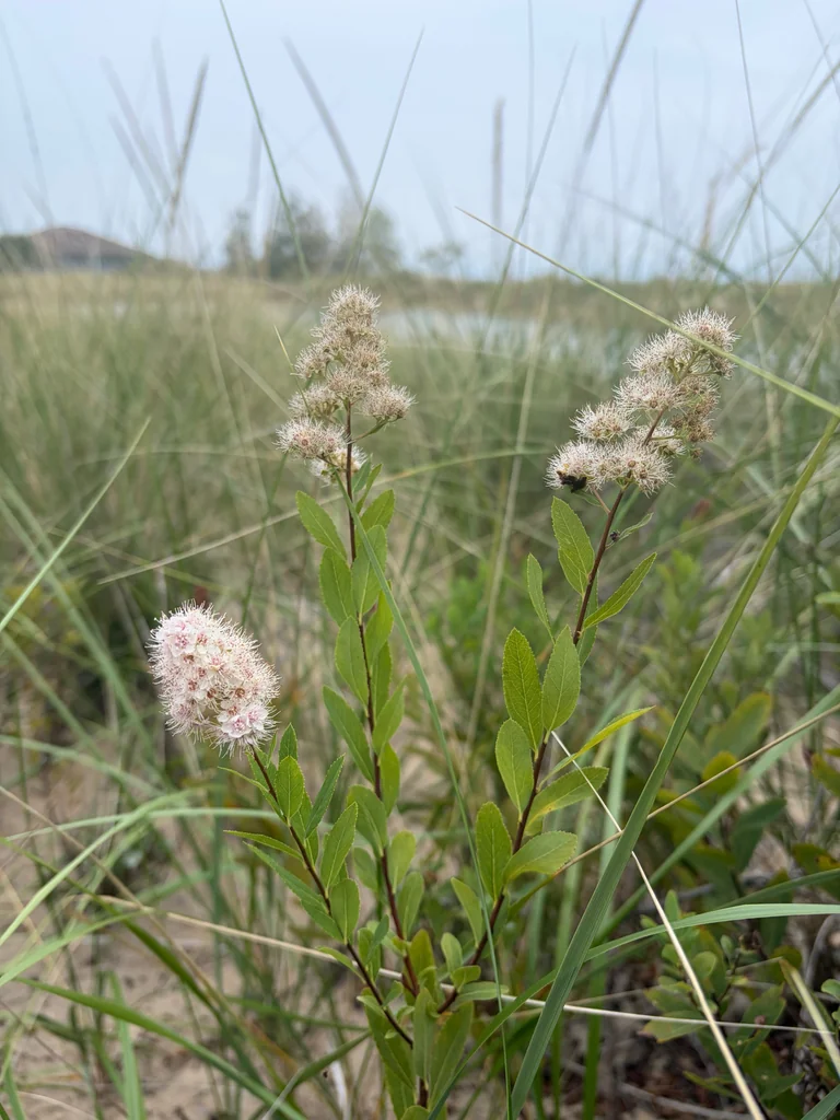 Spiraea Alba